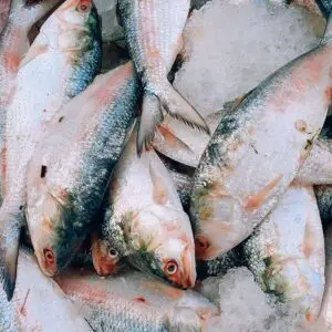 illish fish