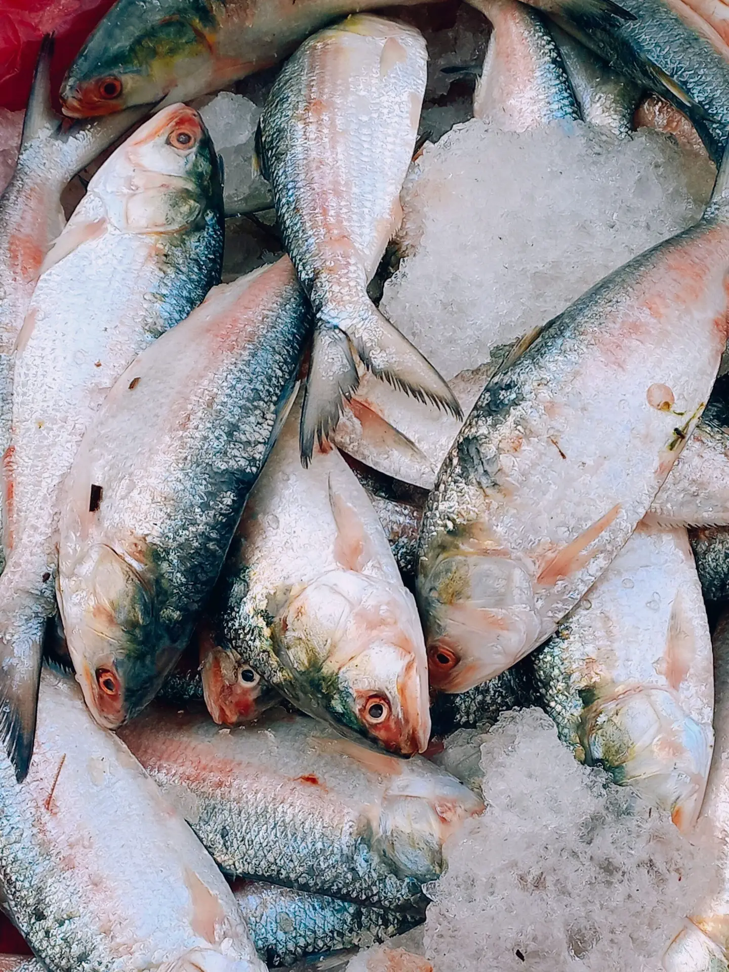 fish illish fish