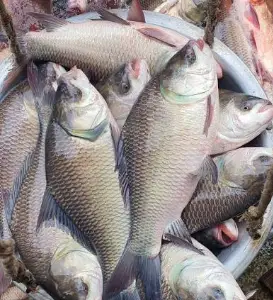 Home catla fish img