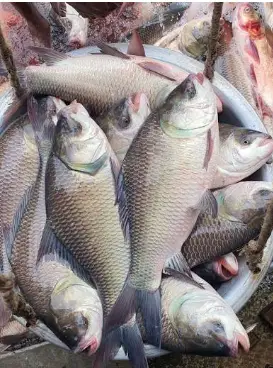 catla fish img catla fish img