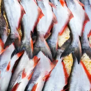 Home pangas fish