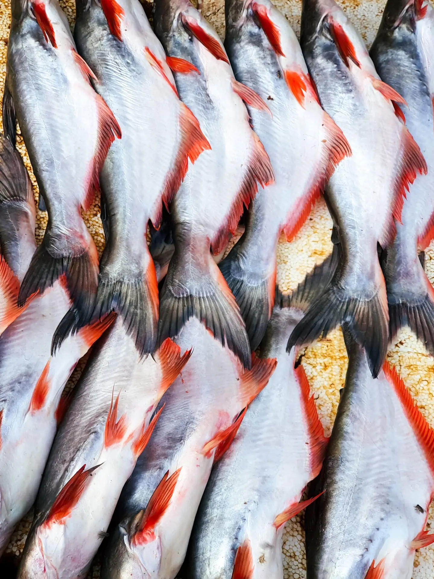 pangas fish pangas fish